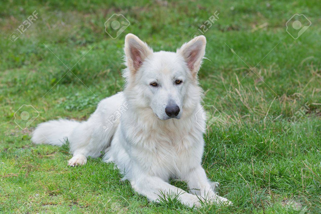 diamond naturals dog food petco