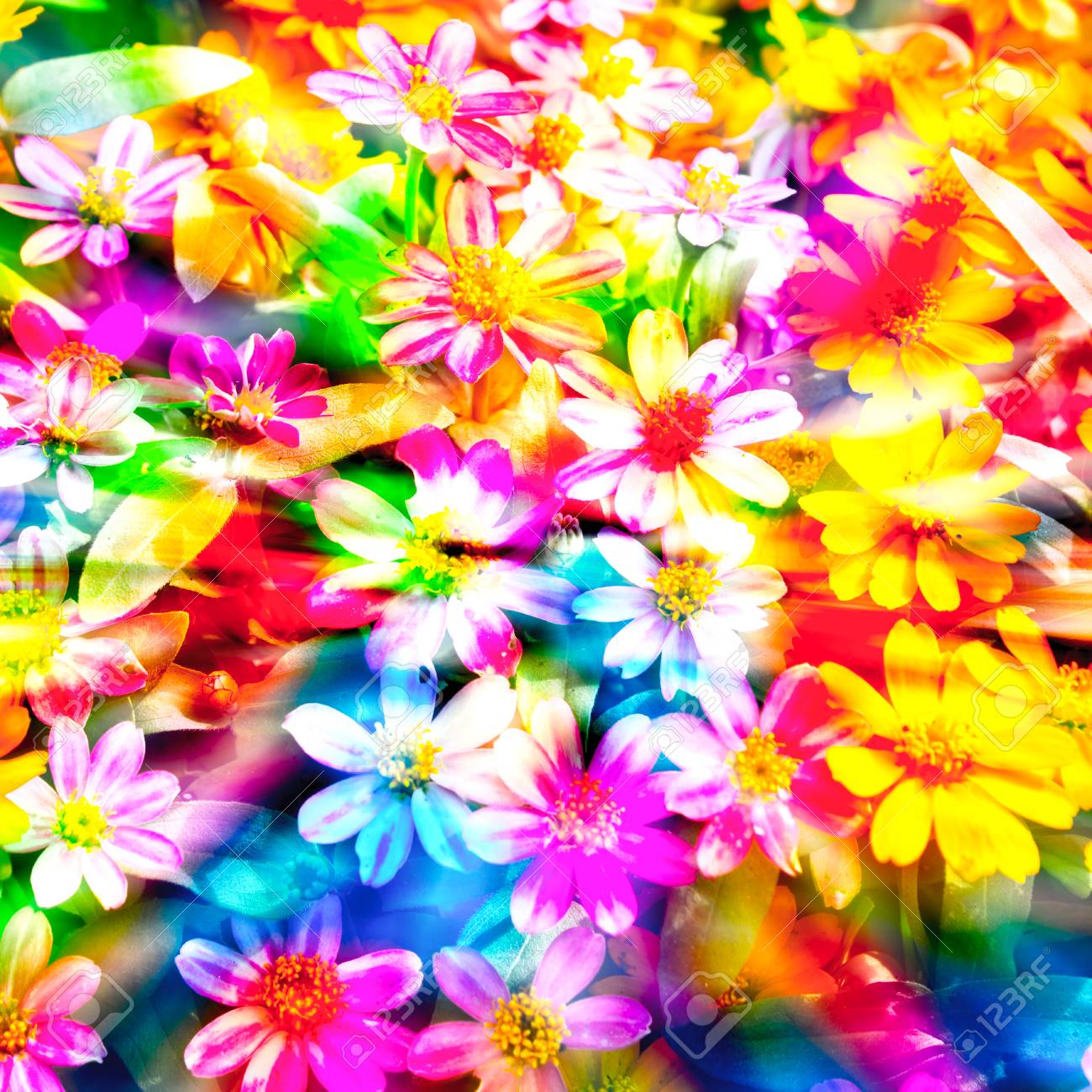 カラフルな花の写真素材・画像素材 Image 24326596