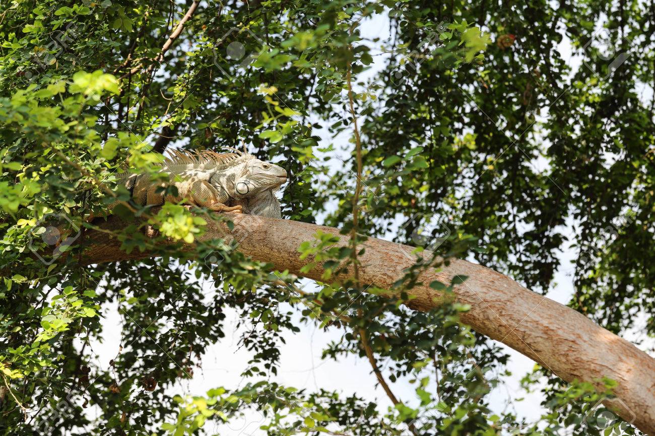 albino iguanas on the tree stock photo picture and royalty free