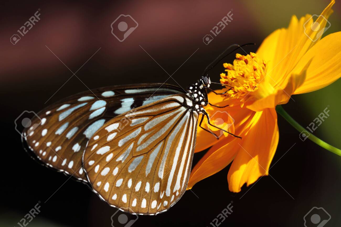 etiam-dictum-ipsum-a-felis