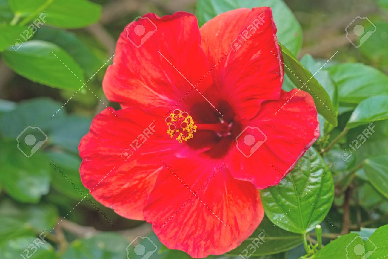 Macro De La Chine Rouge Rose Fleur Dhibiscus Chinois Hibiscus Rosasinensis Hibiscus Fleur Hawaïenne Chaussure