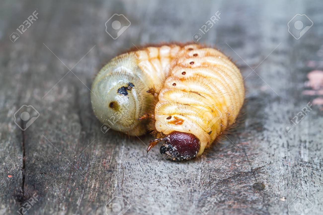 rhinoceros beetle xylotrupes gideon xylotrupes gideon larva