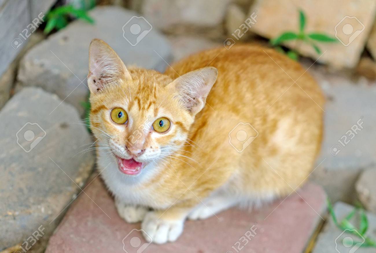 Chat Multicolore Et Rayures Jaunes Aux Yeux Jaunes Chaton A Rayures Et Pas De Race Pure Petit Predateur Petit Chat Assis Sur Le Sol Banque D Images Et Photos Libres De Droits Image Chat Multicolore Et Rayures Jaunes Aux Yeux Jaunes Chaton A Rayures Et Pas De Race Pure Petit Predateur Petit Chat Assis Sur Le Sol Banque D Images Et Photos Libres De Droits Image