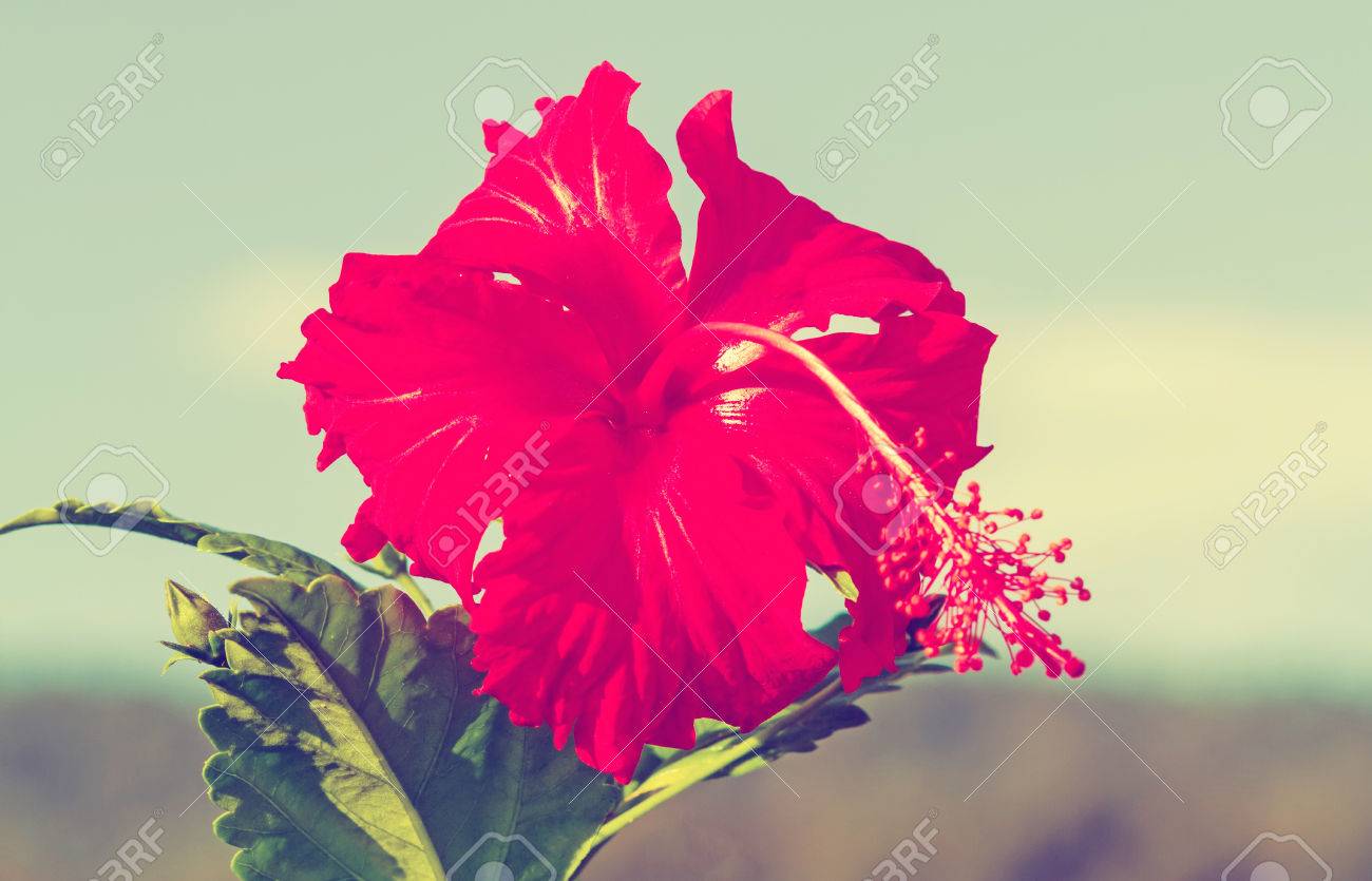 Macro Dhibiscus Chinois De Fleur De Rose De Chine Rouge Hibiscus Rosa Sinensis Hibiscus Hawaïen Fleur De Chaussure Et De Goutte De Pluie