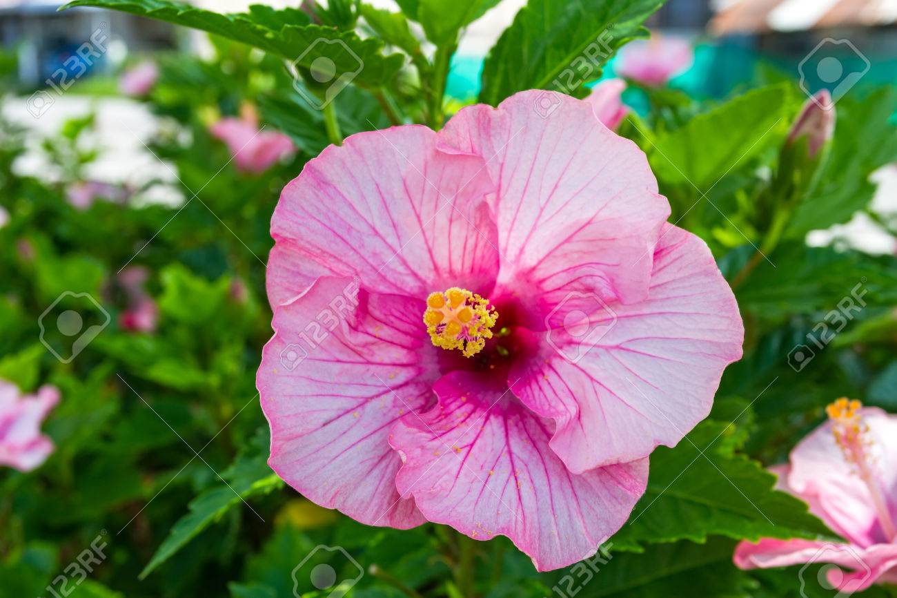 Macro De Rose China Rose Fleur Hibiscus Chinois Hibiscus Rosa Sinensis Hibiscus Hawaïen Chaussure Fleur Sur La Lumière Naturelle