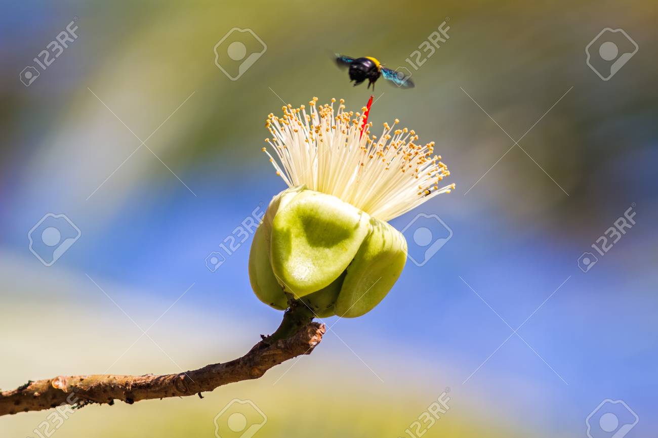 白い花にマルハナバチ蜜フィーダー 白のシルク コットン ツリー ラテン語名はボンバックス Anceps ピエール の写真素材 画像素材 Image