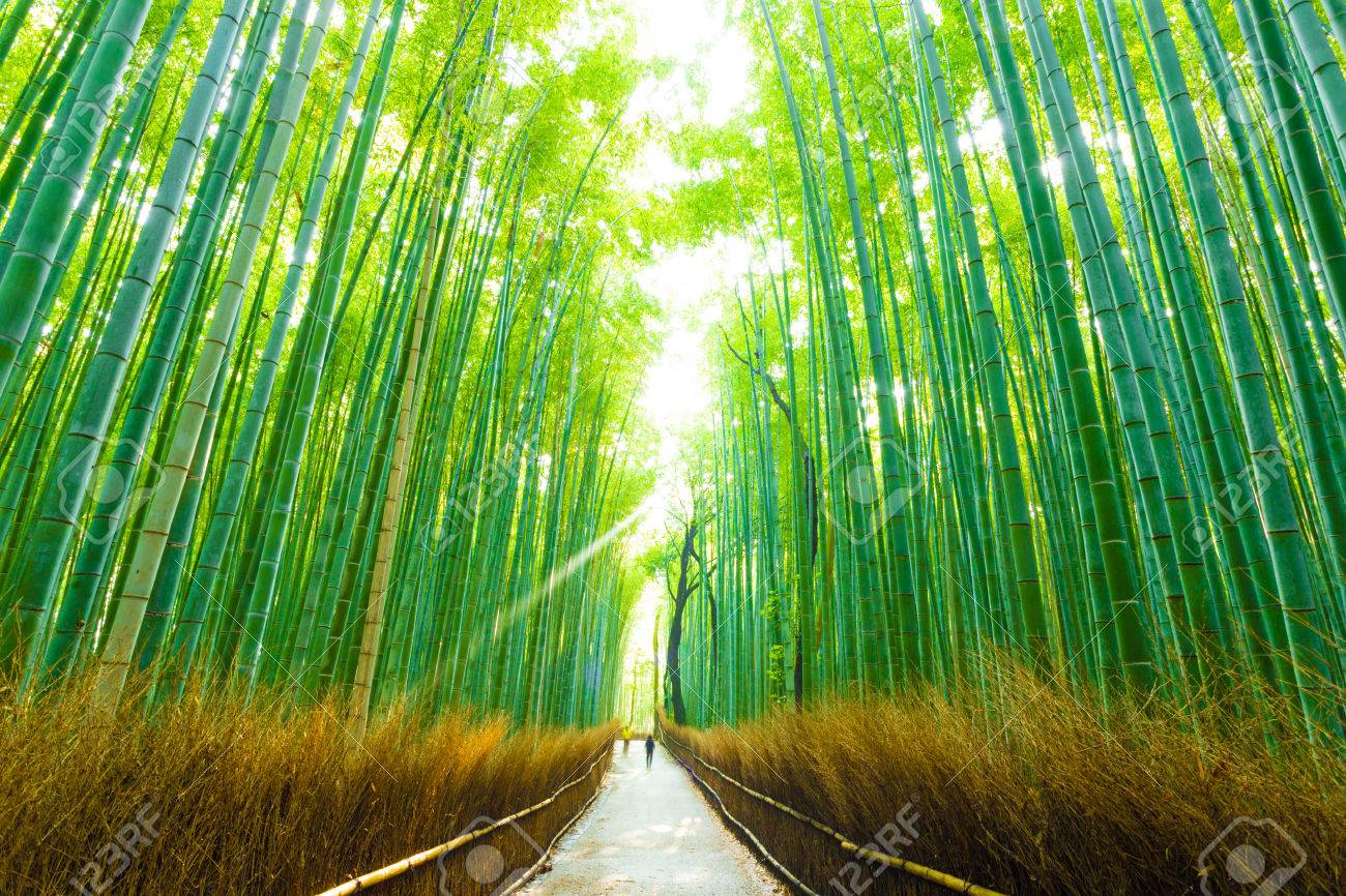 early morning people walking through tall bamboo tree line road