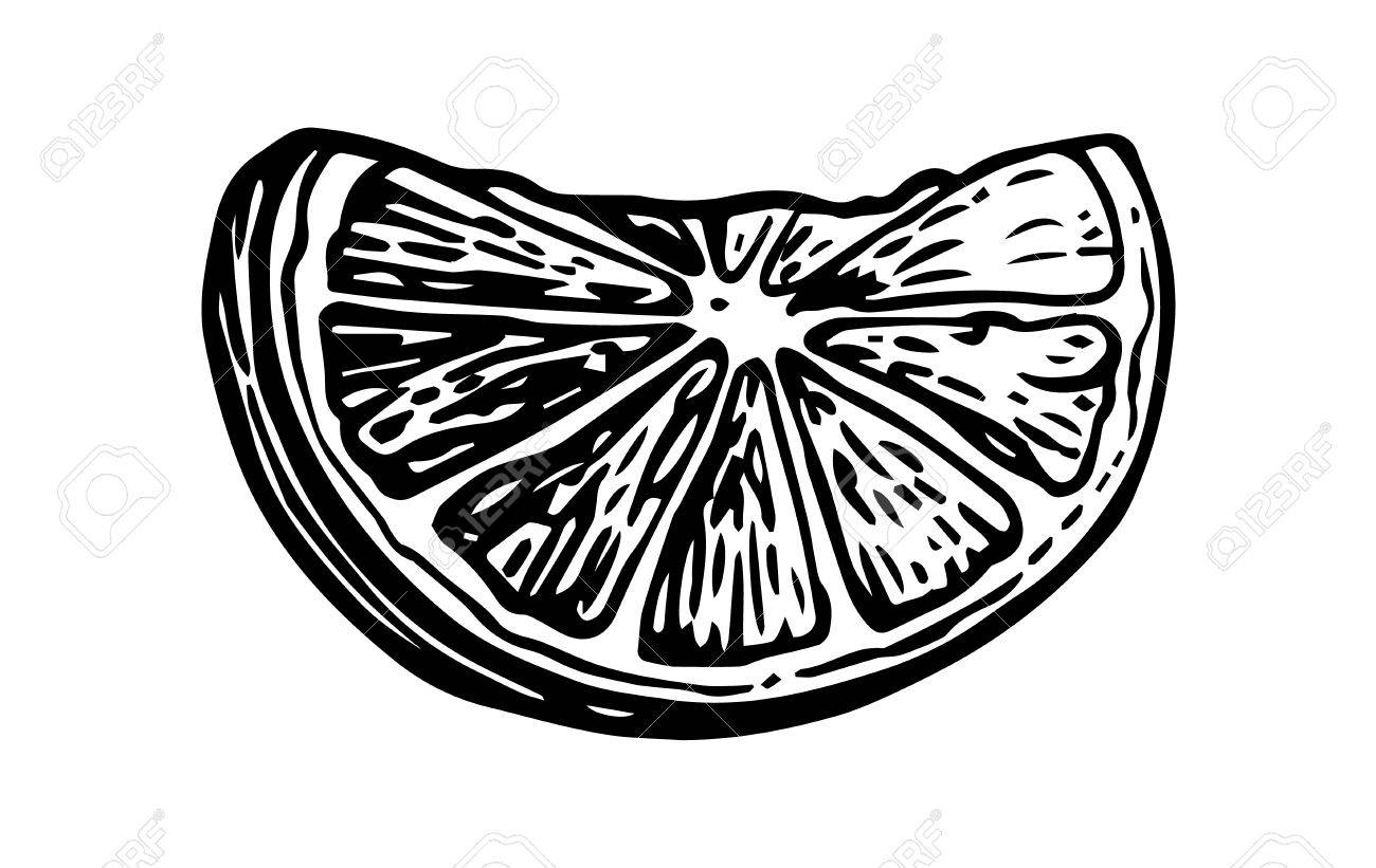 Lime Slice. Vintage Vector Engraving Illustration For Label, Poster, Web.  Royalty Free SVG, Cliparts, Vectors, and Stock Illustration. Image 55198374., image size:1300x821