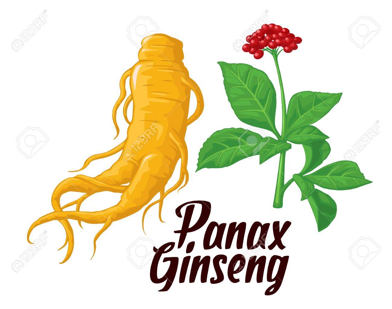 根と葉の朝鮮人参 薬用植物のベクトル カラフルなフラット イラスト 生物学的添加物です 健康的なライフ スタイル 伝統医学の園芸 のイラスト素材 ベクタ Image 根と葉の朝鮮人参 薬用植物のベクトル カラフルなフラット イラスト 生物学的添加物です 健康的なライフ スタイル 伝統医学の園芸 のイラスト素材 ベクタ Image