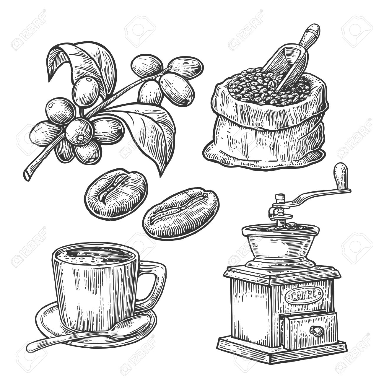 木製のスクープと豆 カップ 葉とベリー ブランチ コーヒー豆の袋します 手描きスケッチ スタイル ビンテージ ベクトル ラベルのイラストを彫刻 Web 白い背景上に分離 のイラスト素材 ベクタ Image