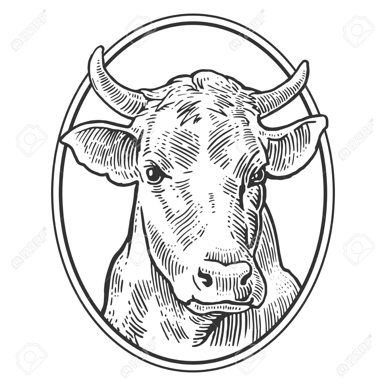 cows head hand drawn in a graphic style vintage vector engraving