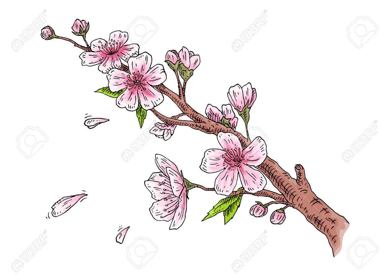 花とつぼみを持つ桜の枝。白い背景に桜の花。ビンテージ彫刻カラー