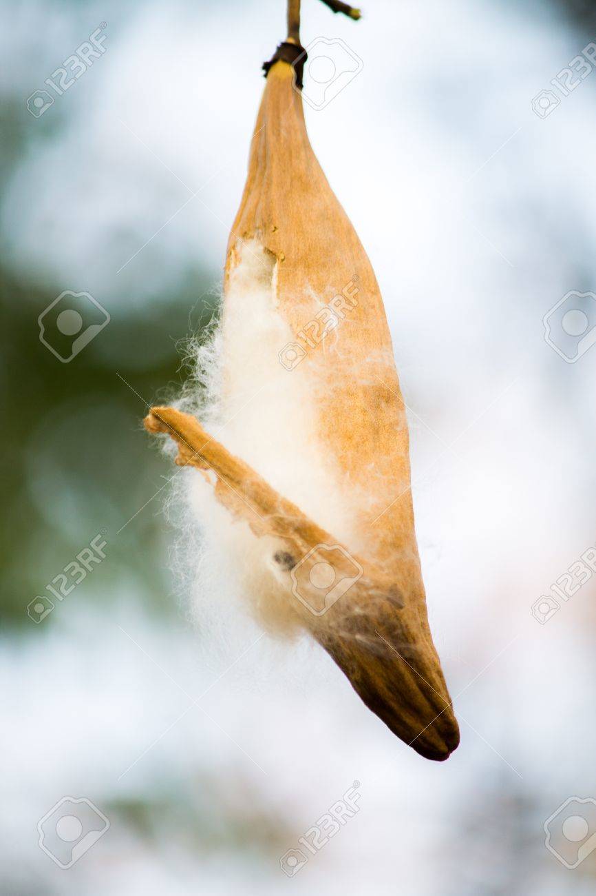 カポックの実 の写真素材 画像素材 Image