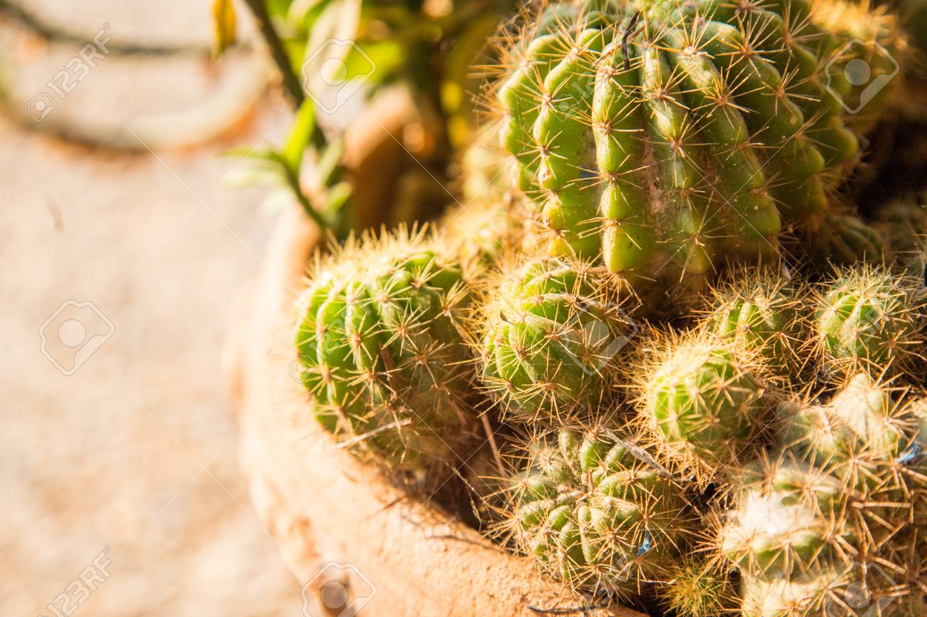 自然サボテン グリーン の写真素材 画像素材 Image
