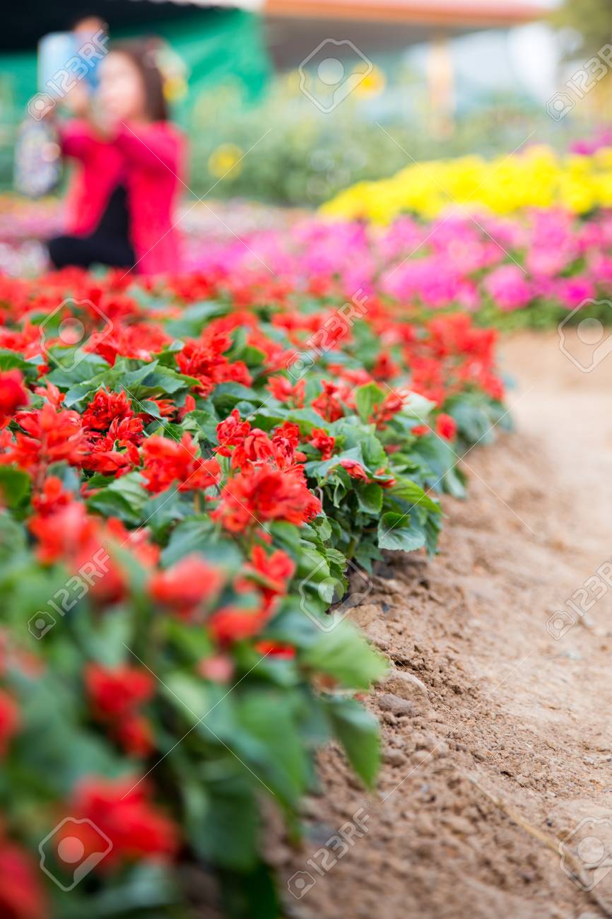 赤い花の名前はサルビアスカパキングです の写真素材 画像素材 Image