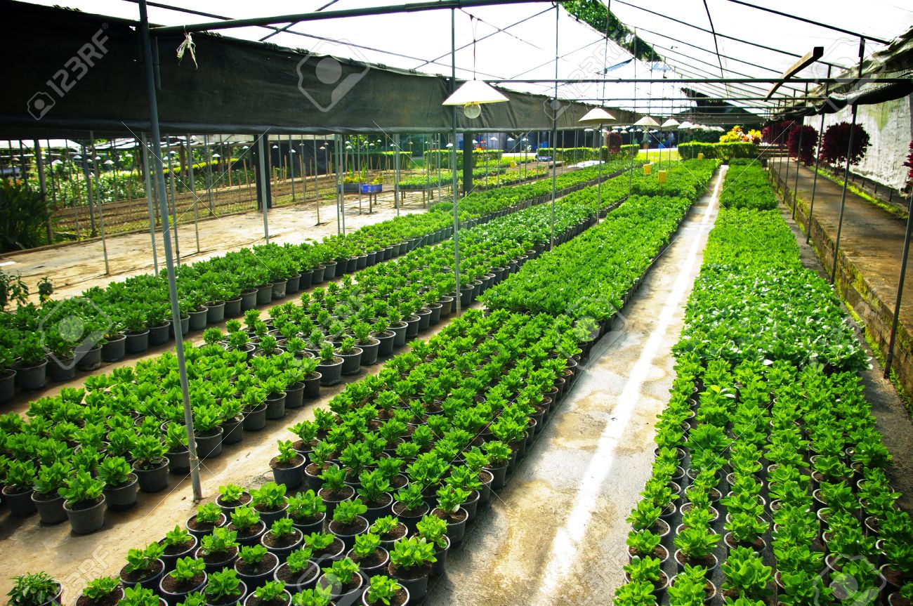 Plant Green House Flower Nursery In Thailand - 