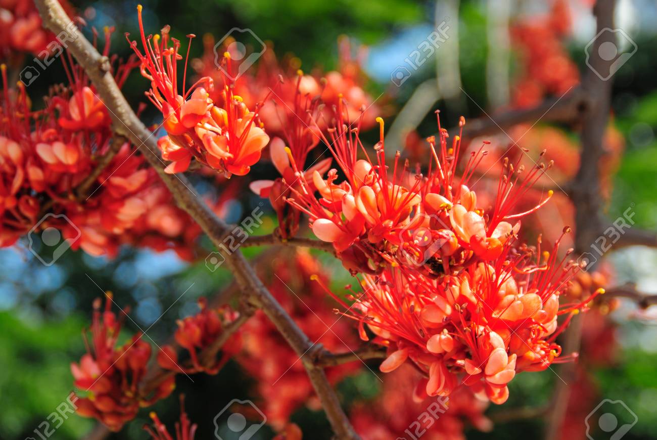 パキスタンの火の花の木に咲く素敵な赤い花 の写真素材 画像素材 Image
