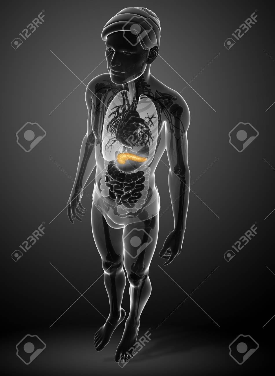 immagini di anatomia maschile