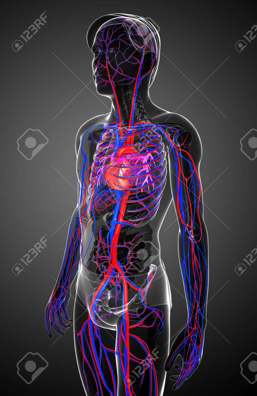 男性の循環器系のイラスト の写真素材 画像素材 Image