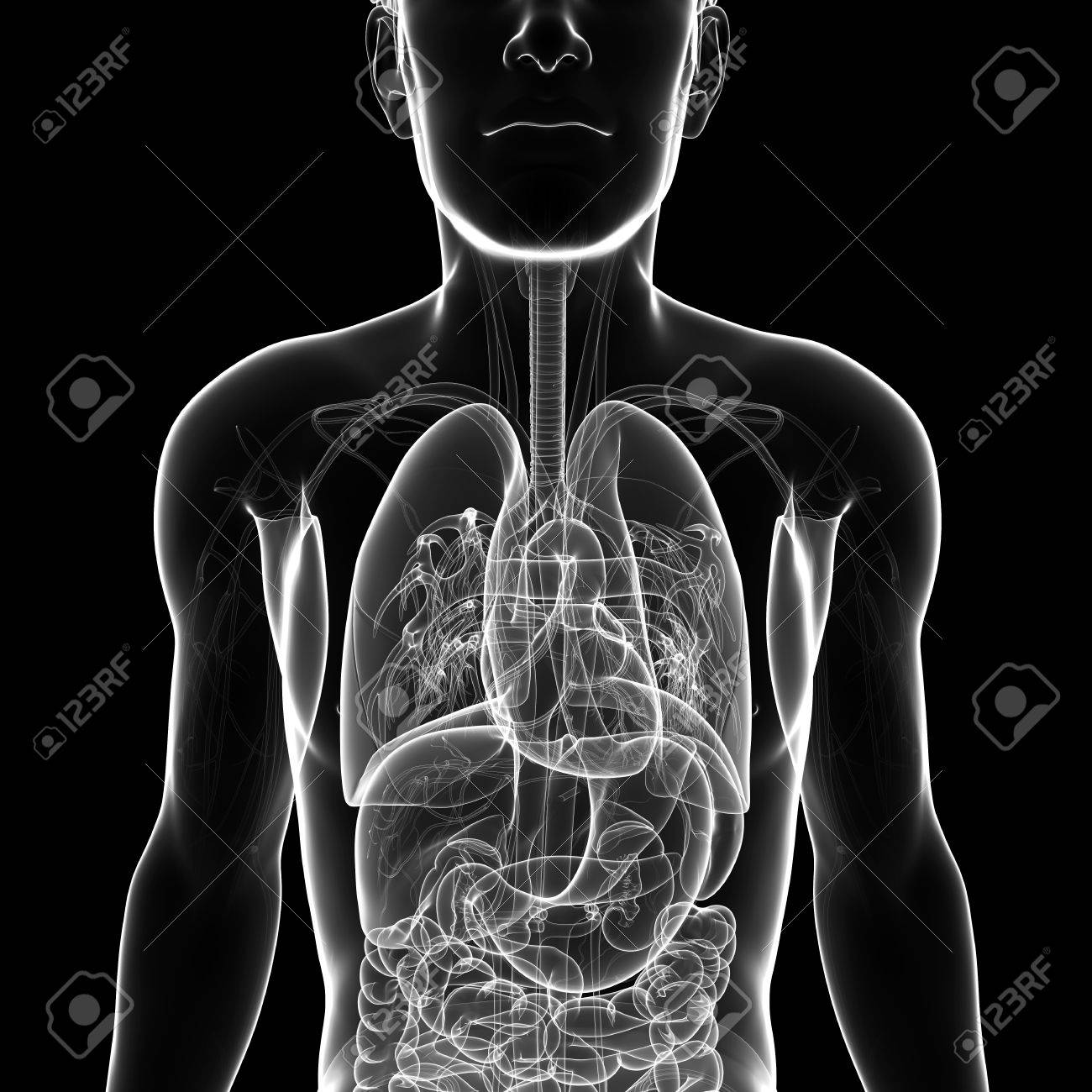 男性 X 線呼吸器 Ststem アートワークのイラスト の写真素材 画像素材 Image