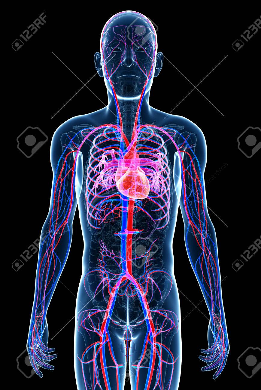 男性の循環器系のイラスト の写真素材 画像素材 Image