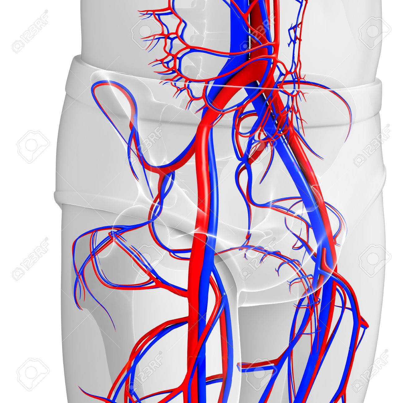 骨盤の循環系のイラスト の写真素材 画像素材 Image