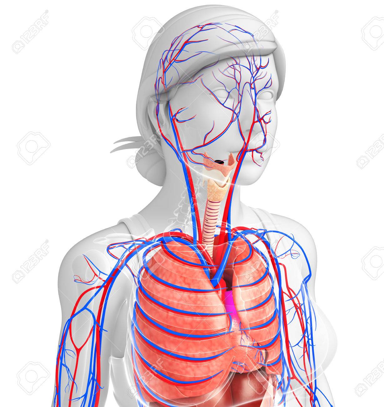 女性呼吸器と循環器系のイラスト の写真素材 画像素材 Image