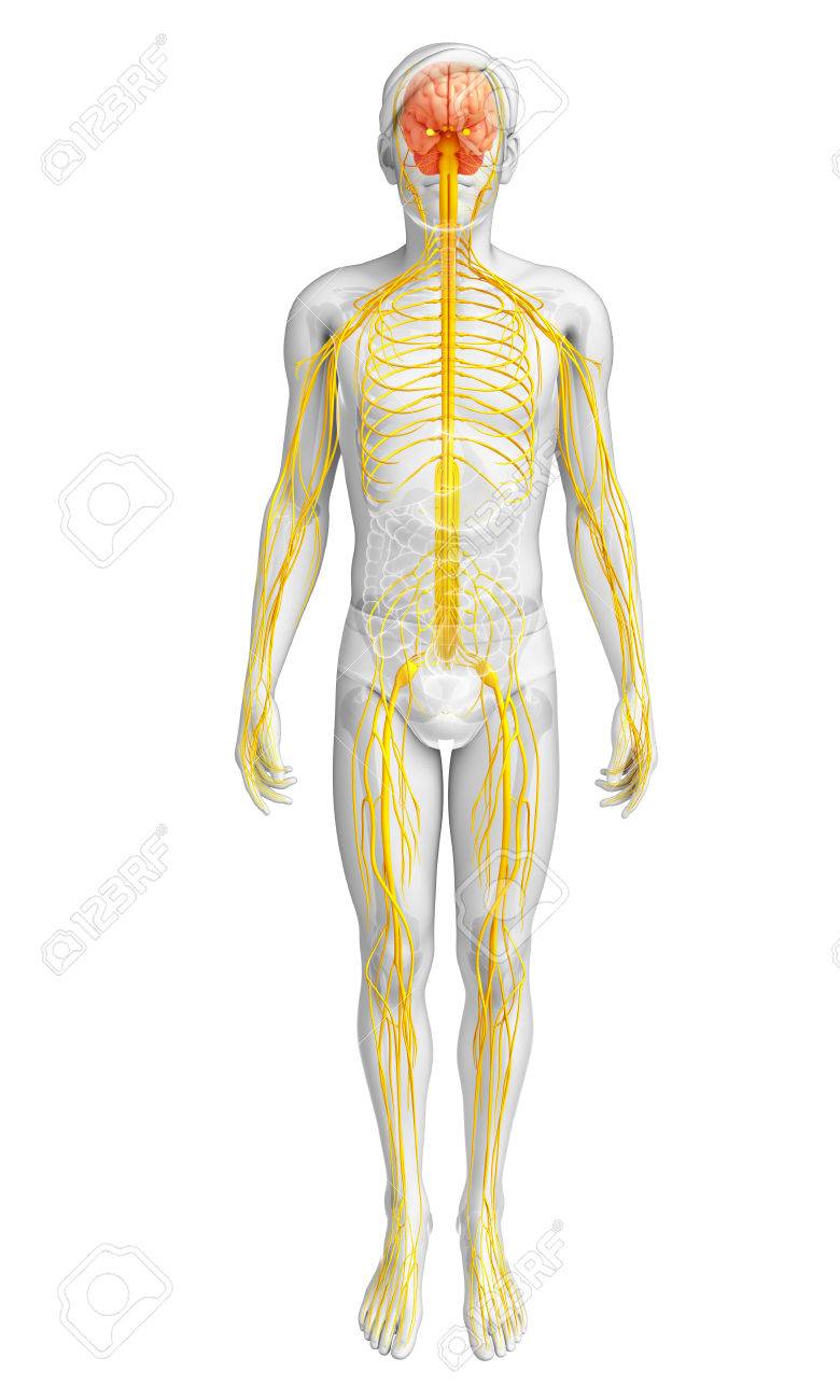 男性神経系作品のイラスト の写真素材 画像素材 Image