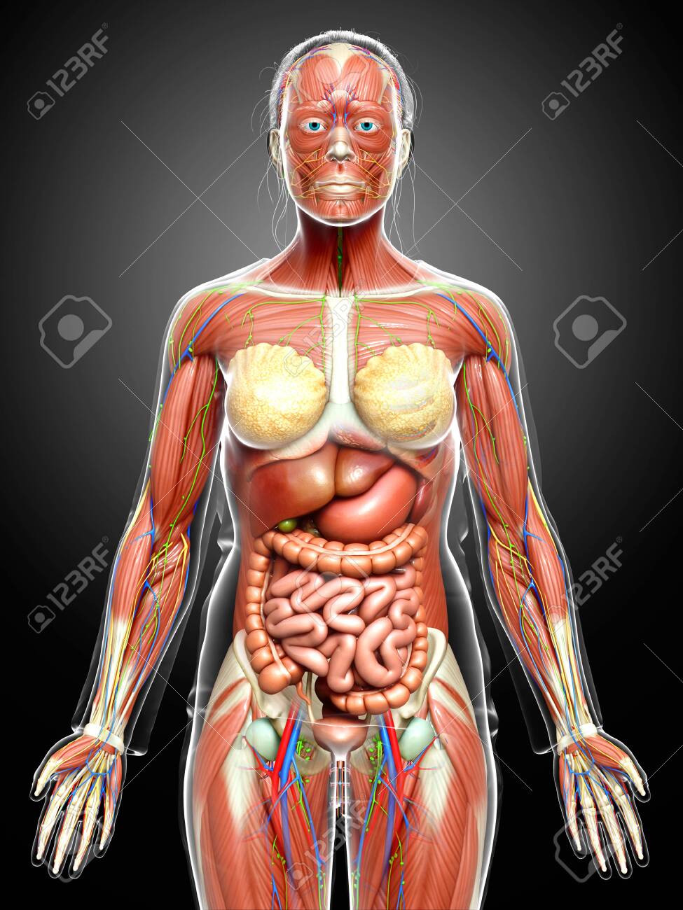 3d Rendered Medically Accurate Of The Female Anatomy Stock Photo, Picture  and Royalty Free Image. Image 150871795., image size:975x1300