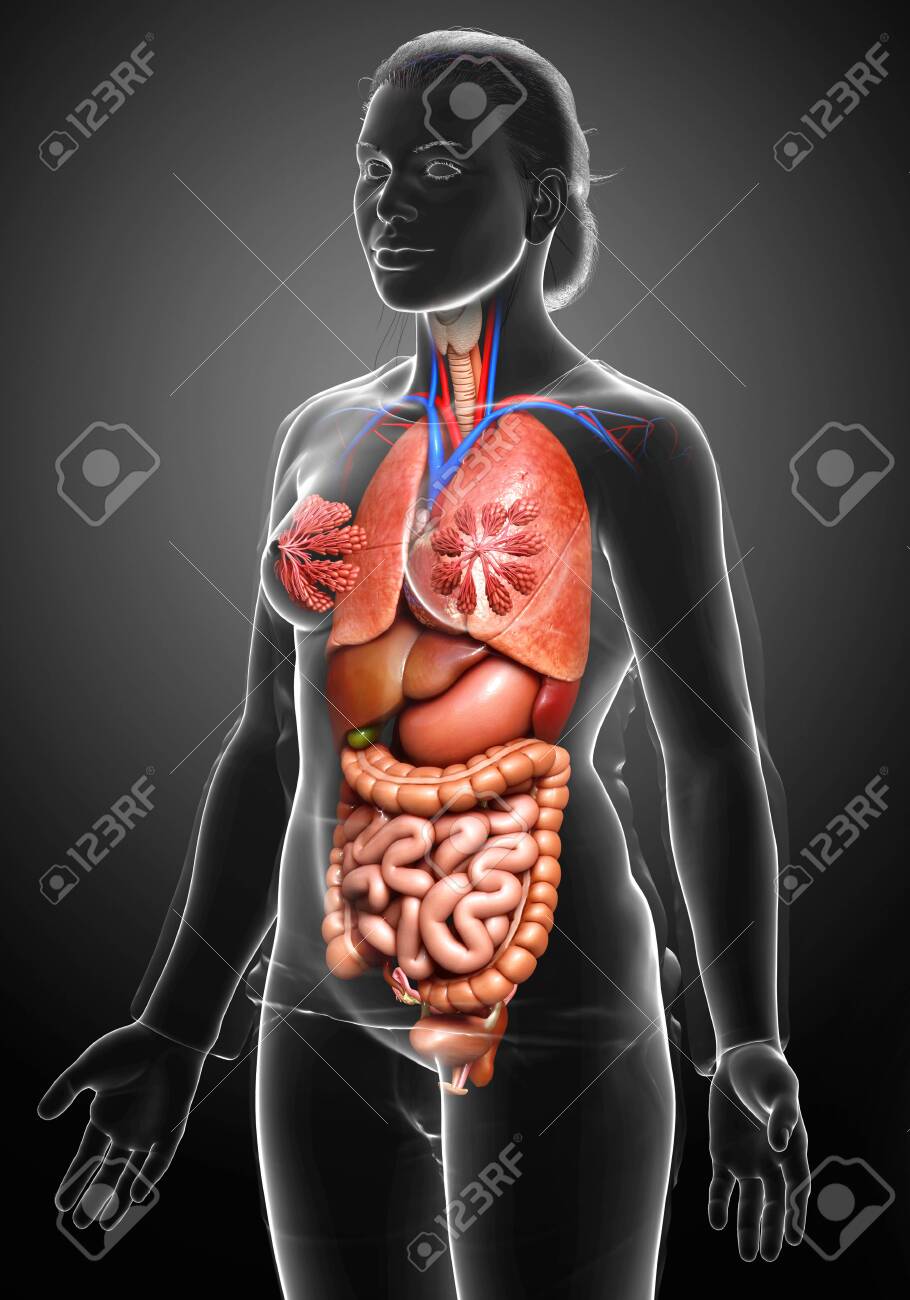 3d Rendered Medically Accurate Illustration Of Female Internal Organs Stock  Photo, Picture and Royalty Free Image. Image 151066964., image size:910x1300