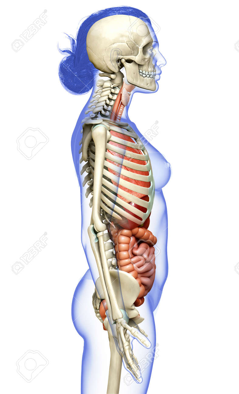 3d Rendered Medically Accurate Illustration Of Female Internal Stock Photo Picture And Royalty Free Image Image 151036289