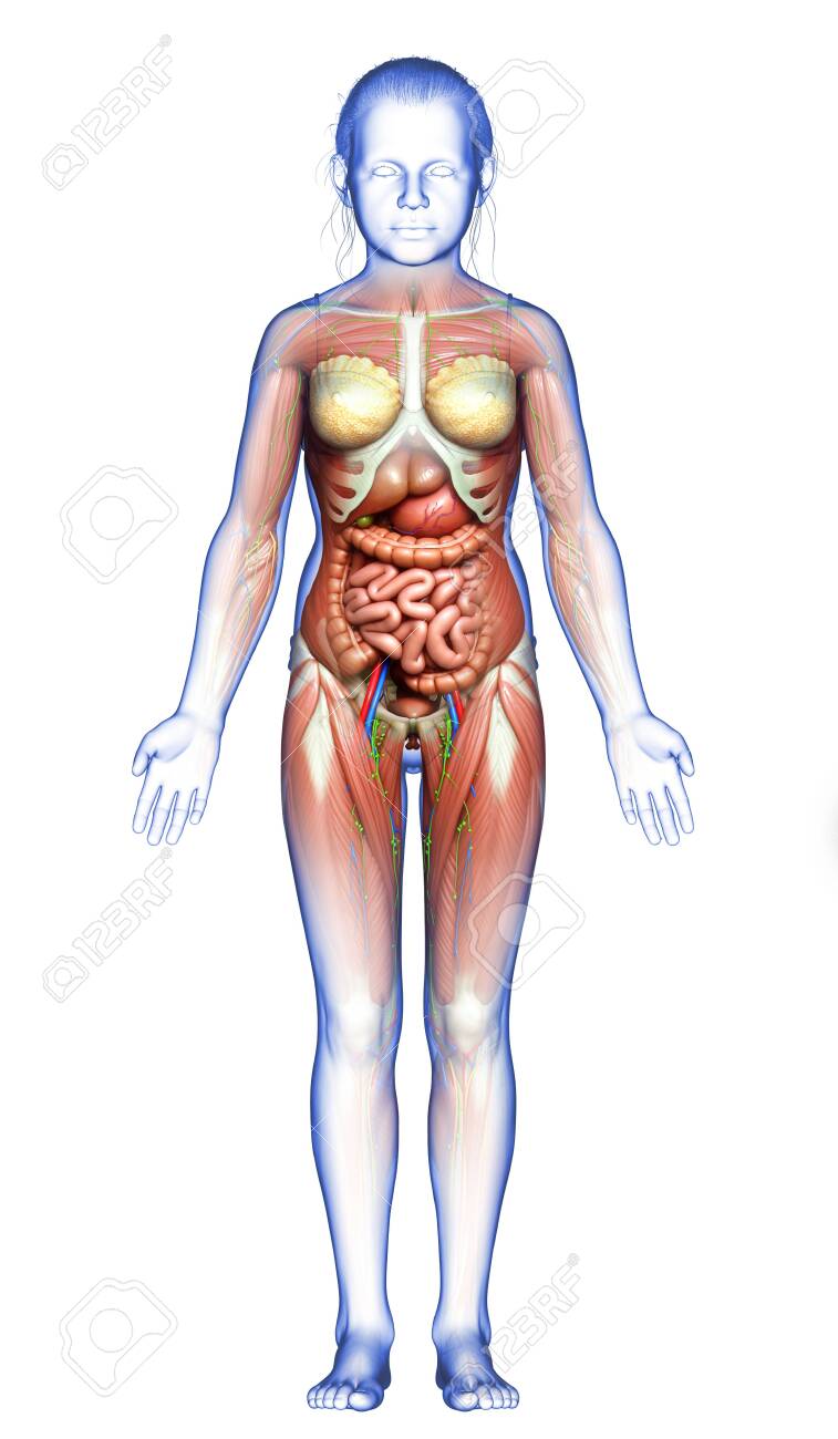 3d Rendered Medically Accurate Of The Young Girl Anatomy Stock Photo,  Picture and Royalty Free Image. Image 151043114.