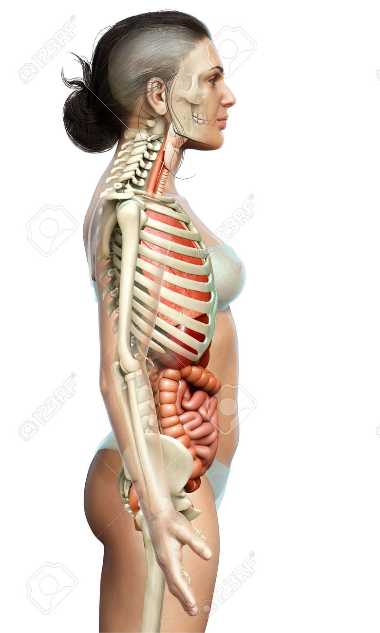 3d女性 