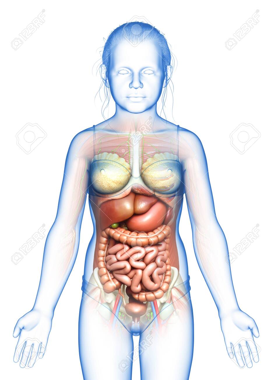 3d Rendered Medically Accurate Of The Young Girl Anatomy Stock Photo,  Picture and Royalty Free Image. Image 151150888.