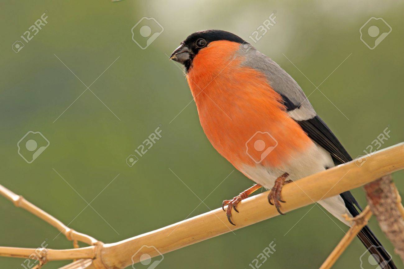 etiam-dictum-ipsum-a-felis