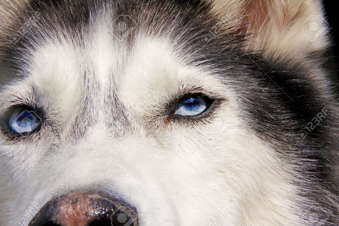 ハスキー犬の青い目のクローズ アップ の写真素材 画像素材 Image