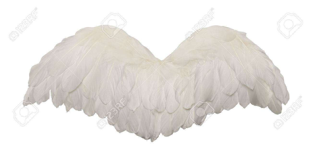Fanned Out Bird Wings Isolated on White Background. - 42095479 Fanned Out Bird Wings Isolated on White Background. - 42095479