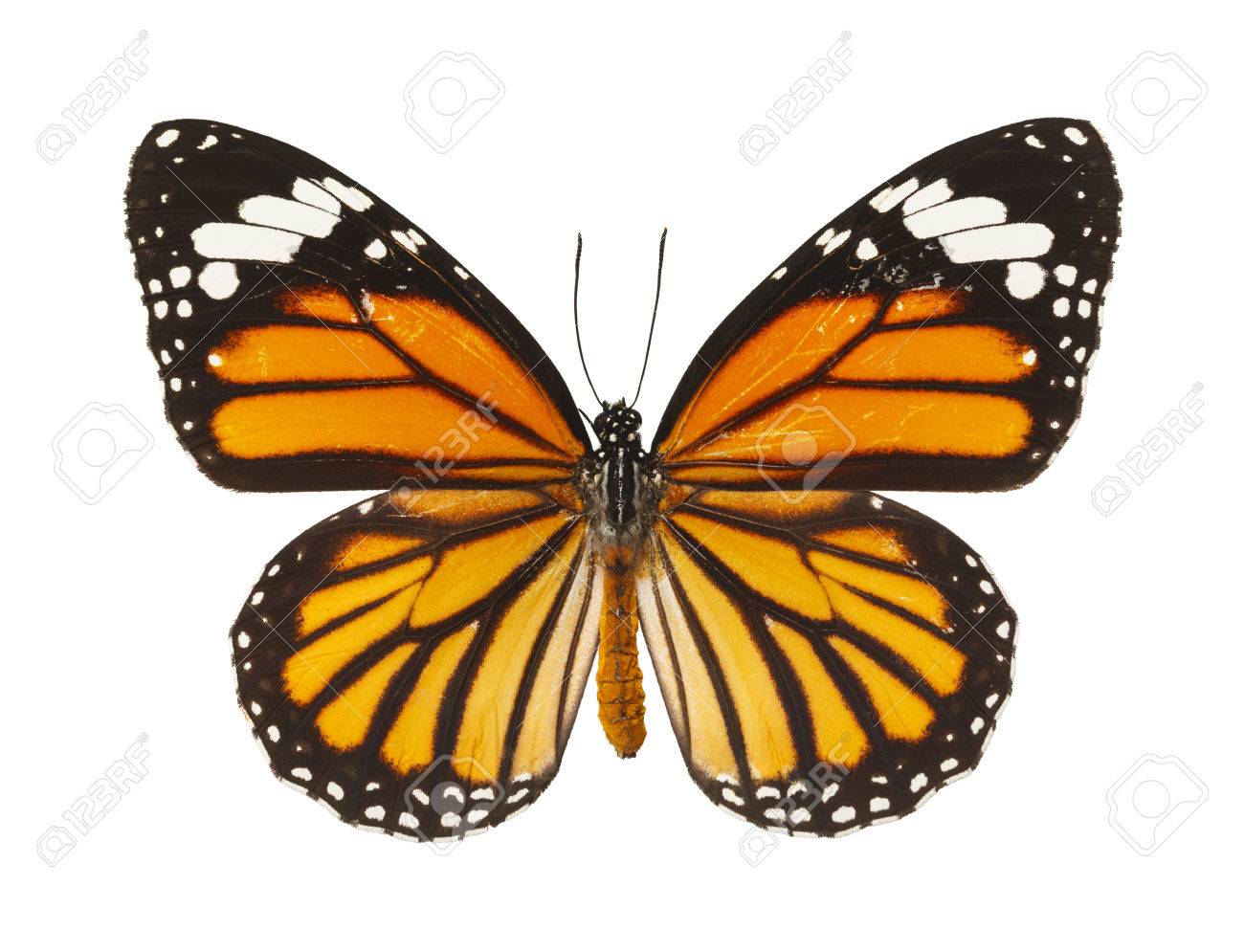 Butterfly Insect With Wings Open Isolated on White Background. - 42047630 Butterfly Insect With Wings Open Isolated on White Background. - 42047630