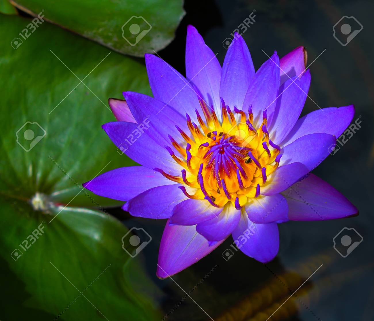 etiam-dictum-ipsum-a-felis