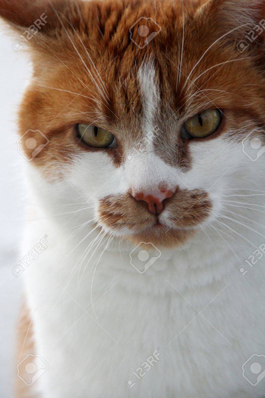 Gros Plan Sur Le Gingembre Et Chat Blanc Aux Yeux Verts Regarder Dans La Caméra