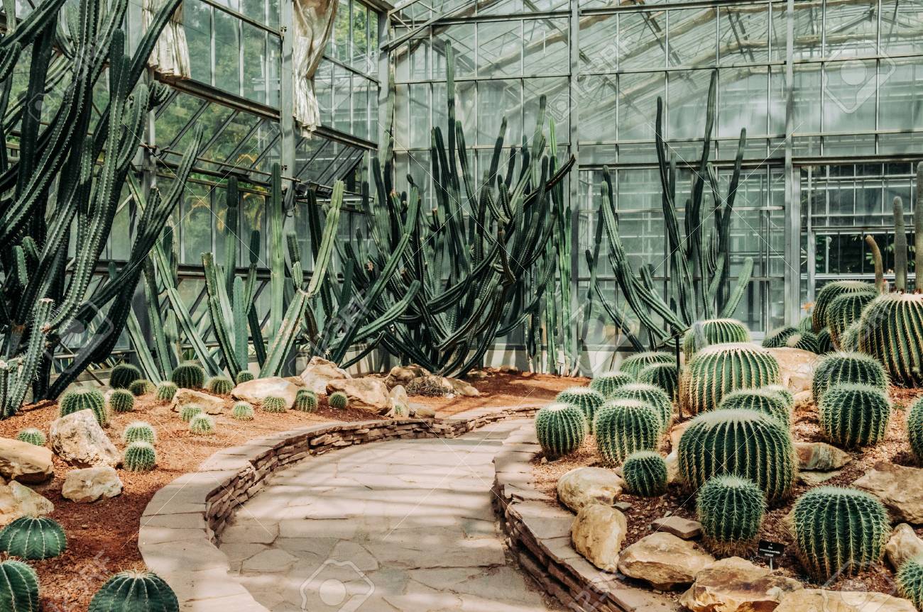 Beautiful Cactus Greenhouse With Rocky Ground And Stones Stock Photo Picture And Royalty Free Image Image 95288036