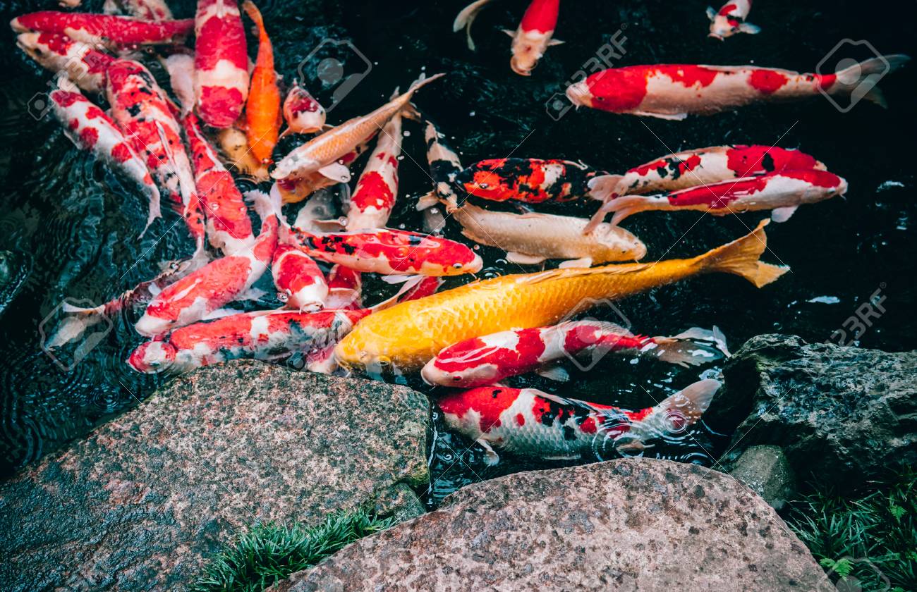 colourful pond fish