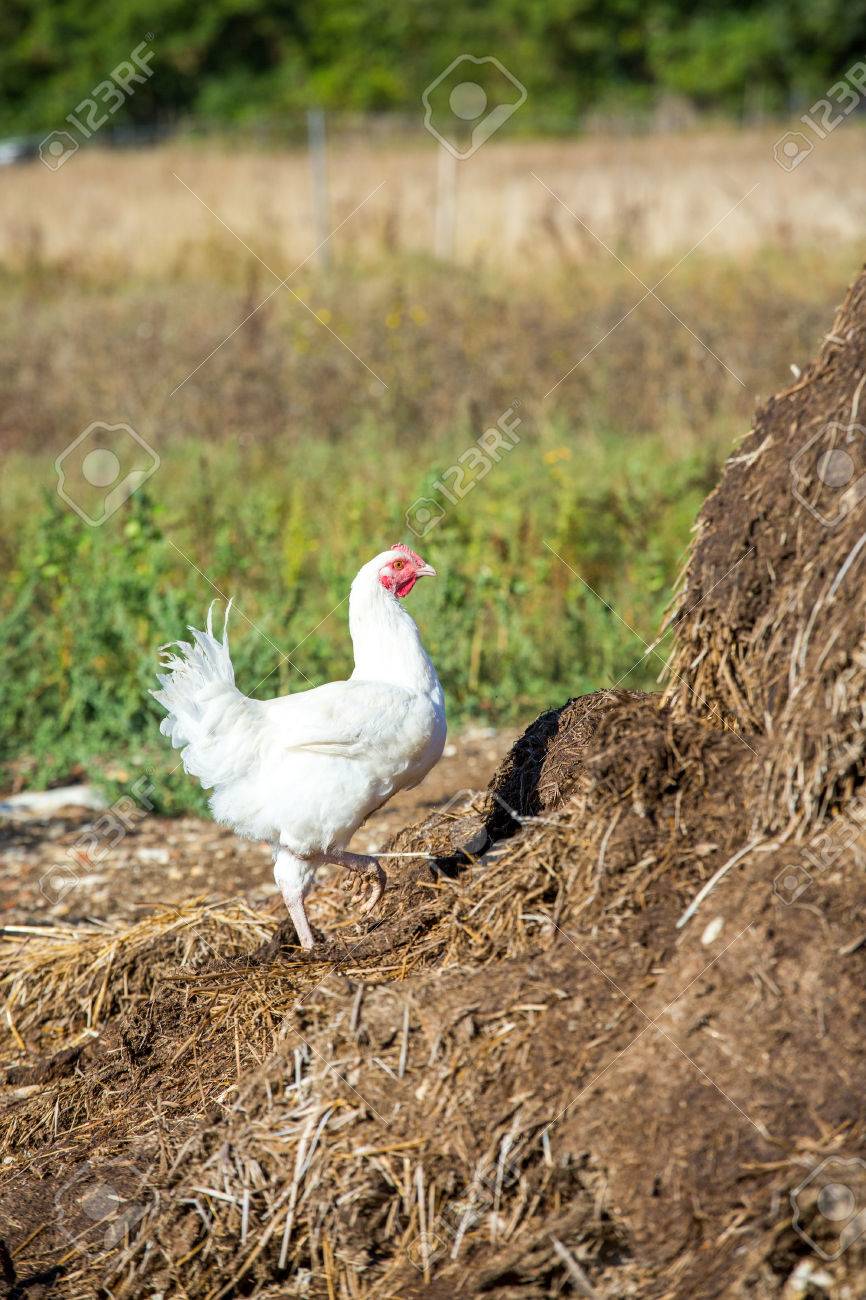 Gros Plan Sur Une Poule Pondeuse Perché Librement Dans Un Enclos De Verdure