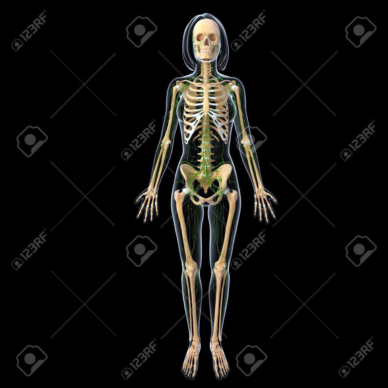 黒の背景で女性の全身のリンパ系の 3 D アート イラスト の写真素材 画像素材 Image