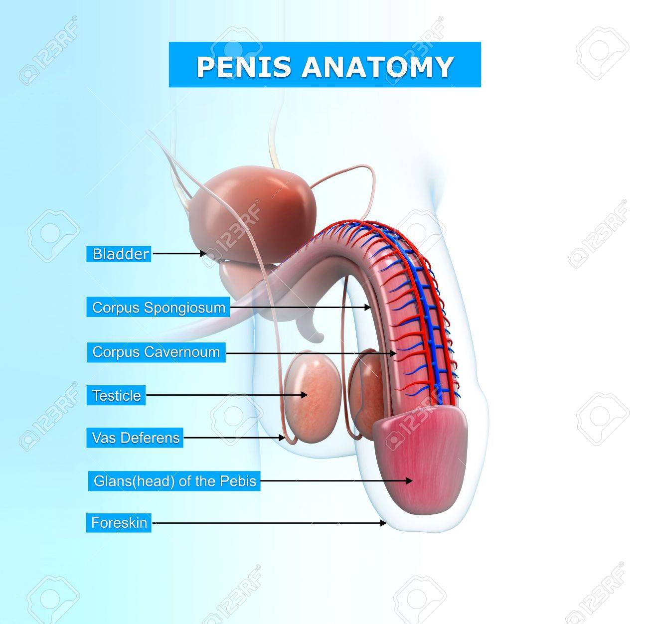 名前を持つ男性の生殖器系のイラスト の写真素材 画像素材 Image 名前を持つ男性の生殖器系のイラスト の写真素材 画像素材 Image