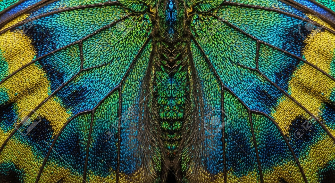 etiam-dictum-ipsum-a-felis