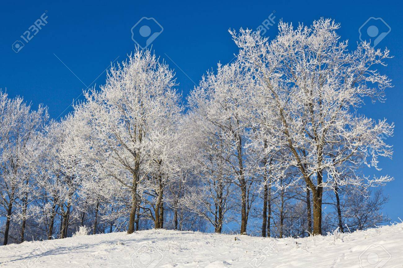 Forest With Deciduous Trees In Winter Landscape Stock Photo Picture And Royalty Free Image Image