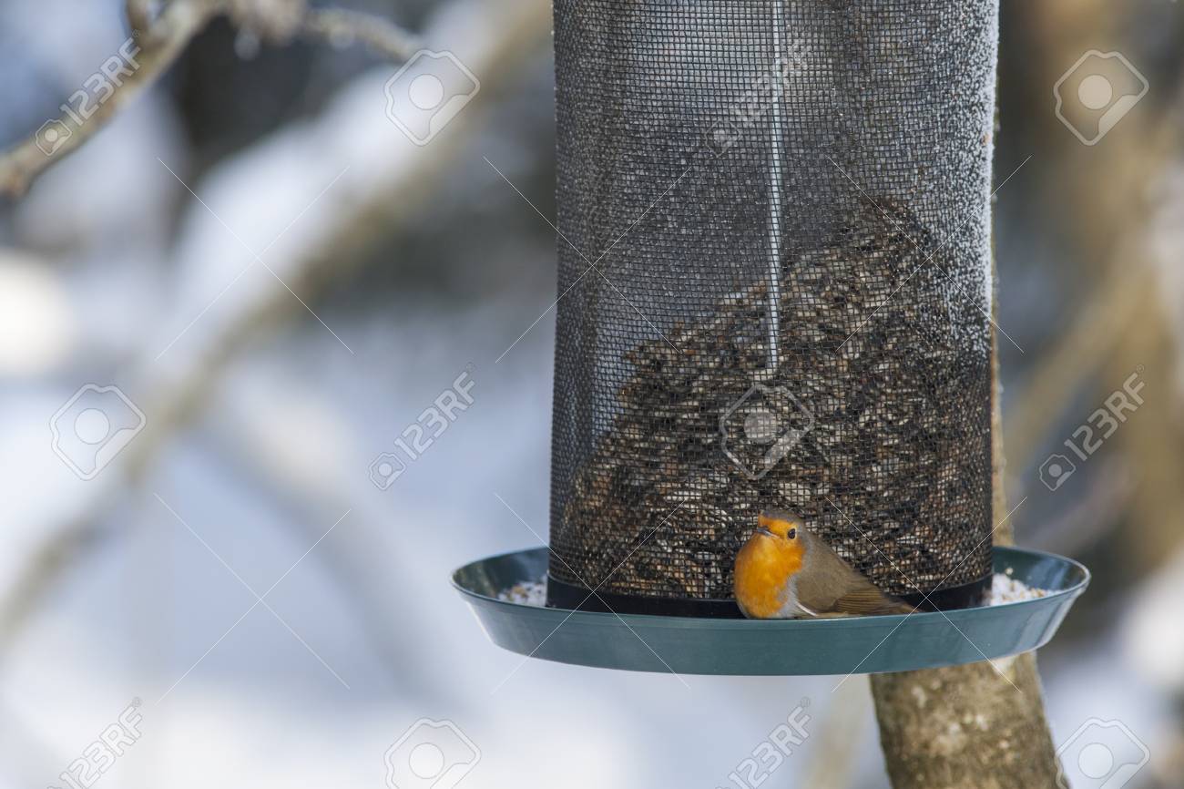 Rouge Gorge Familier Horta