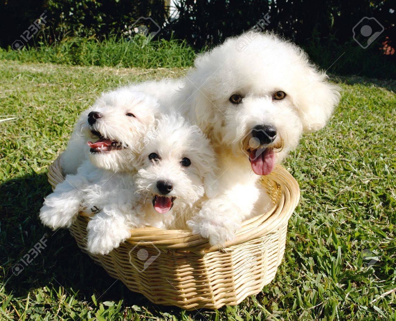 bichon free puppies