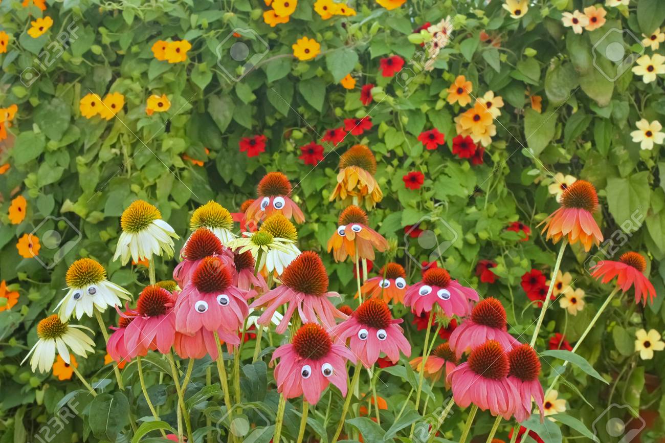 colorful and funny flowers with eyes in a garden